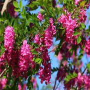 <b>香花槐价格</b>